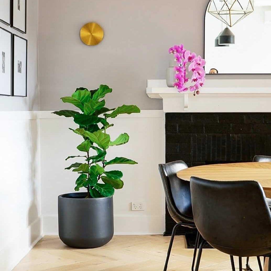 Phelan Brass Minimalist Wall Lamp