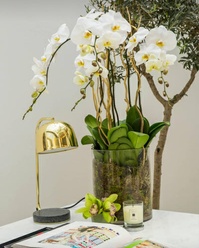 Noroora Minimalist Table Lamp